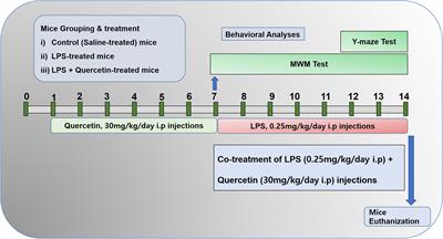 Neuroprotective Effect of Quercetin Against the Detrimental Effects of LPS in the Adult Mouse Brain